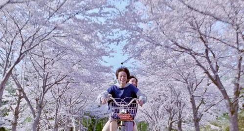 日本电影《樱花》,绽放的青春与永恒的回忆