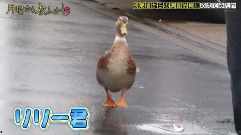 日本最贵鸭子,奢华美食背后的传奇故事